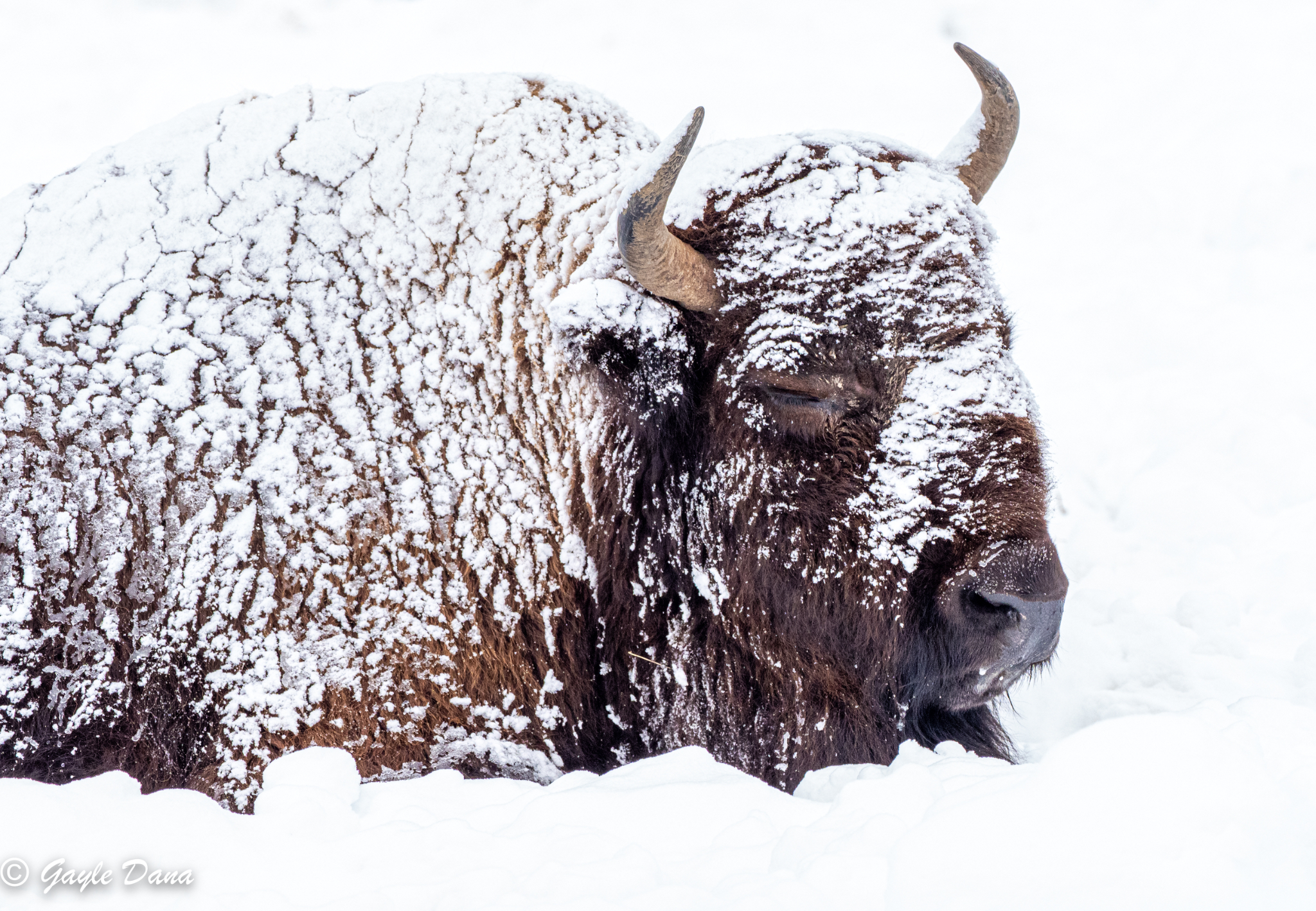 Bison 3